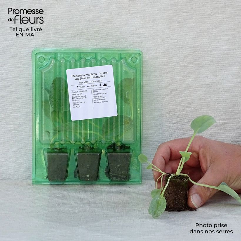 Exemplaar van Oesterblad - Mertensia maritima Mini-mot Ø 3/4 cm zoals geleverd in de lente