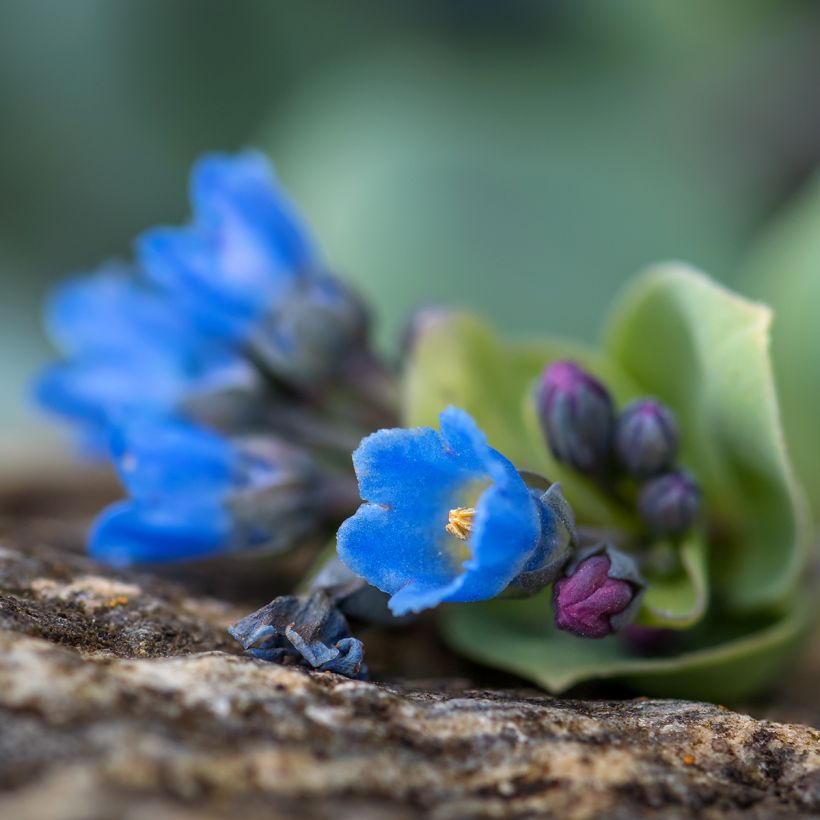 Oesterblad - Mertensia maritima (zaad) (Bloei)
