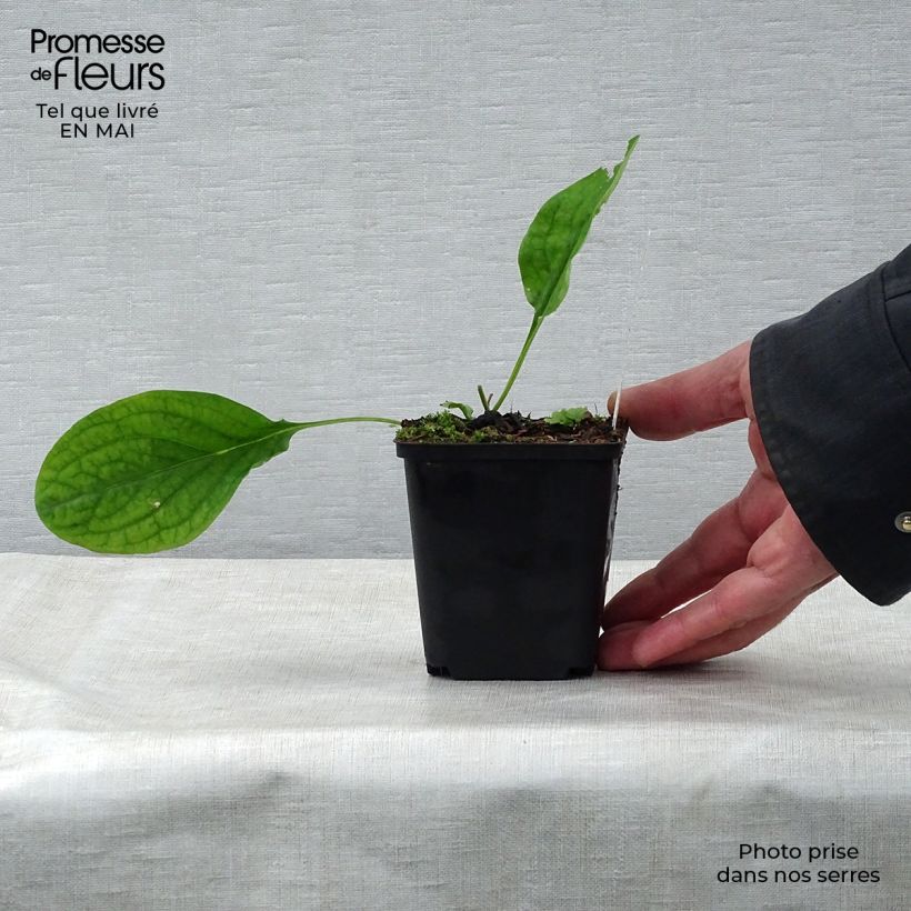 Exemplaar van Mertensia virginica - Virginisch longkruid Kweekpotje van 8/9 cm zoals geleverd in de lente