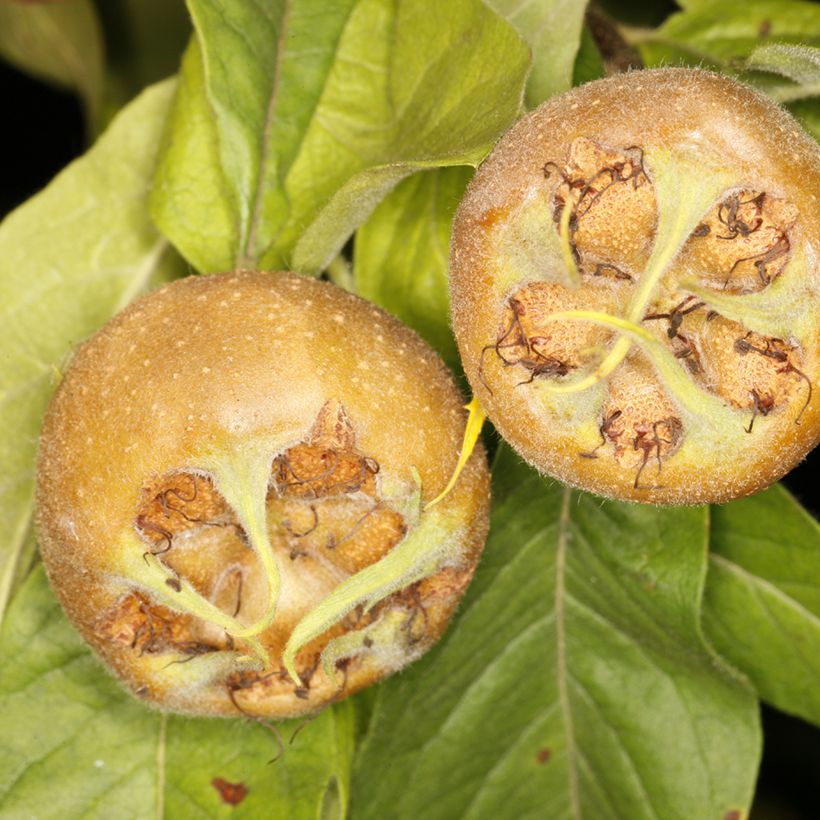 Mespilus germanica Bredase Reus - Mispel (Oogst)
