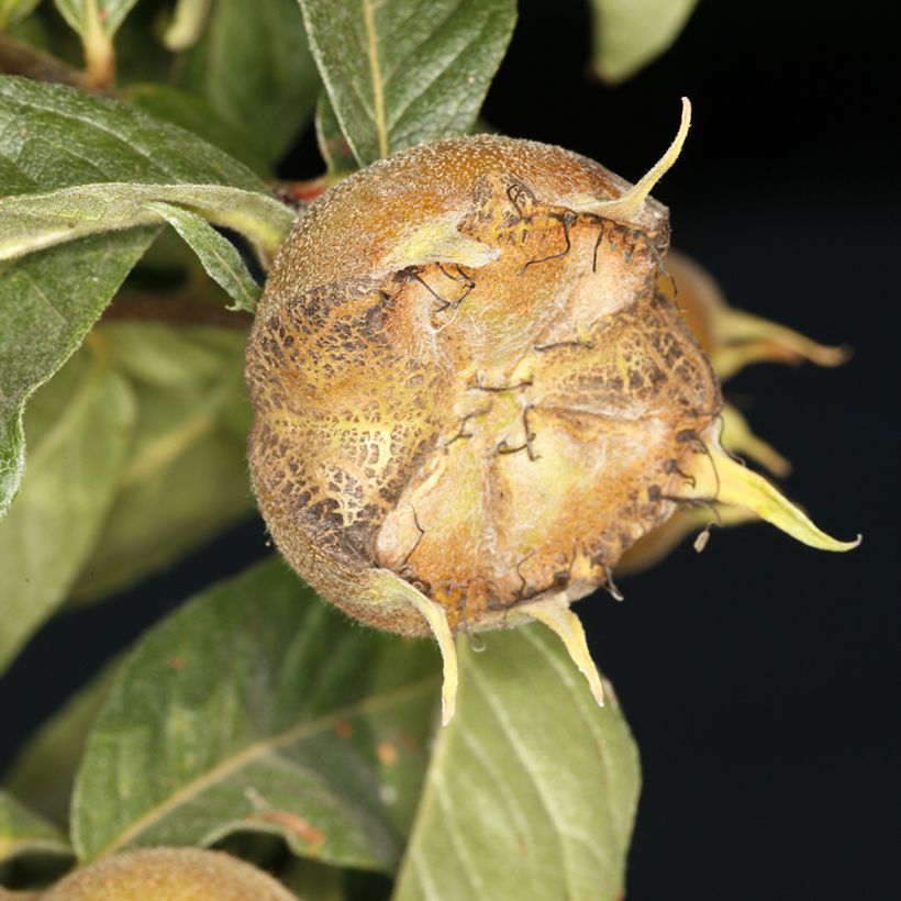 Mespilus germanica Macrocarpa - Mispel (Oogst)