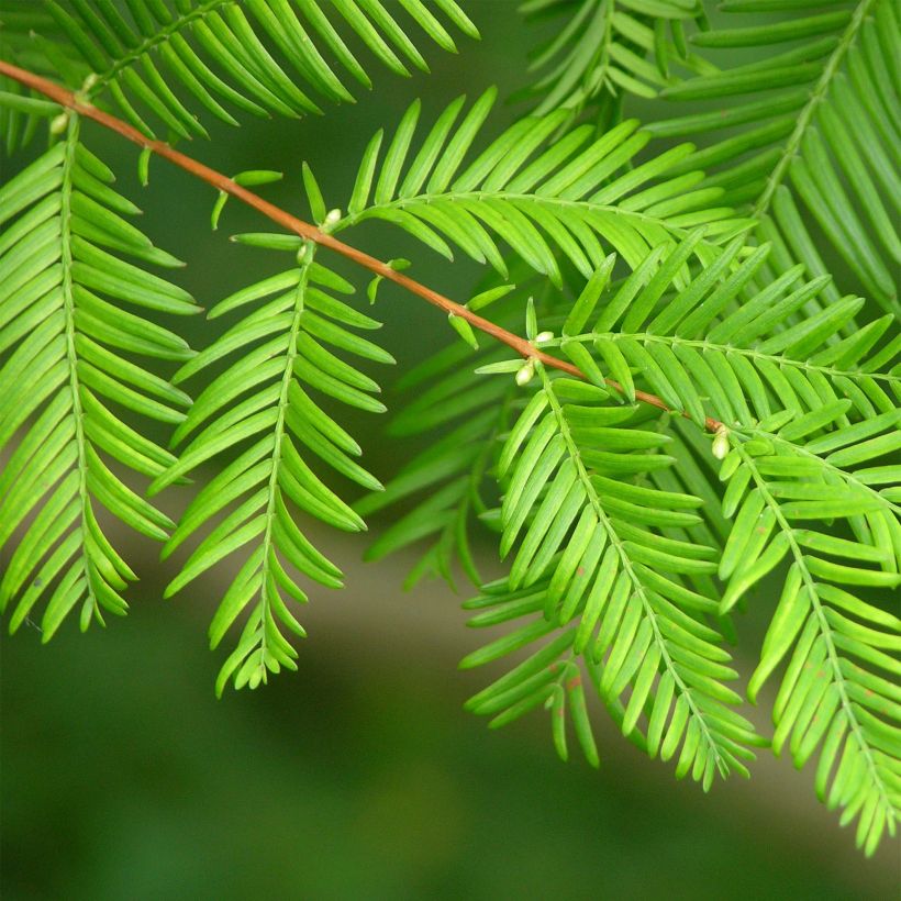 Metasequoia glyptostroboides - Watercipres (Blad)