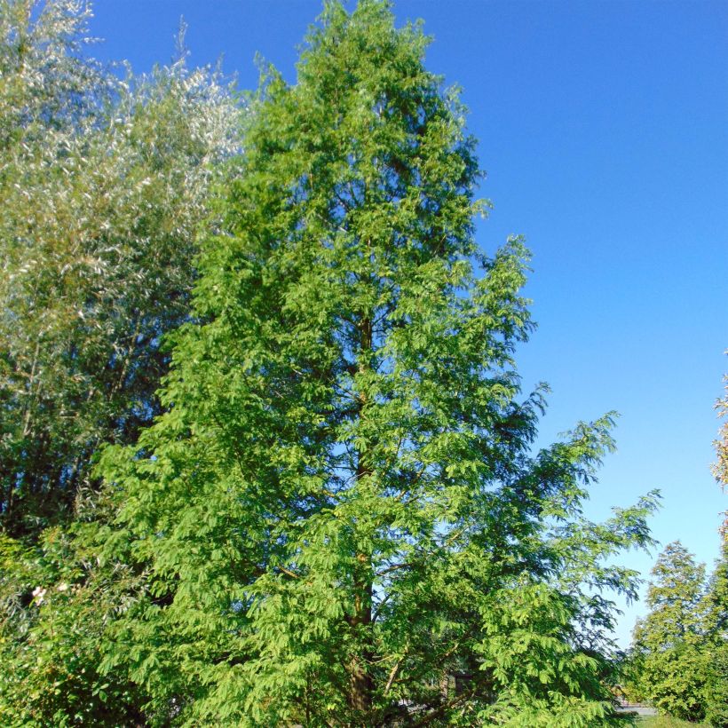 Metasequoia glyptostroboides - Watercipres (Groeiplaats)