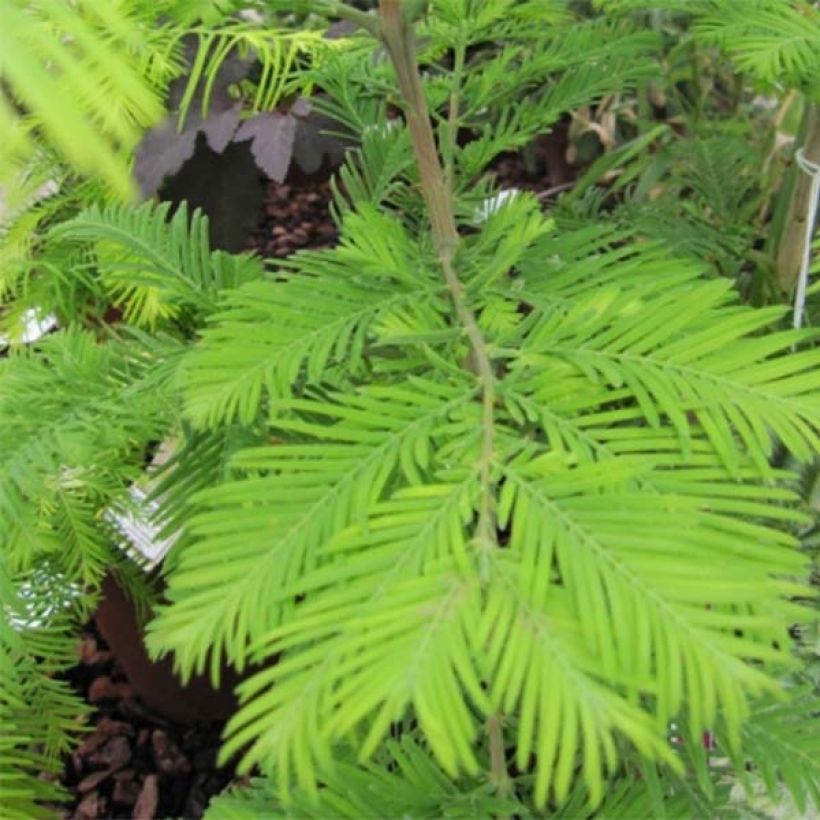Metasequoia glyptostroboides Chubby - Watercipres (Blad)