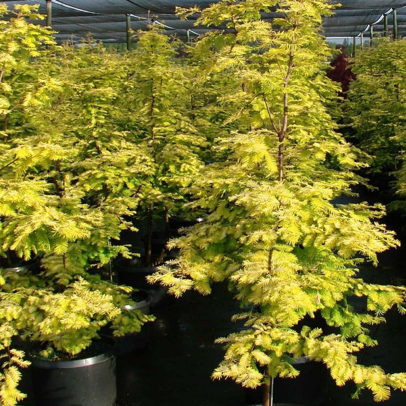 Metasequoia glyptostroboides Gold Rush - Watercipres (Groeiplaats)