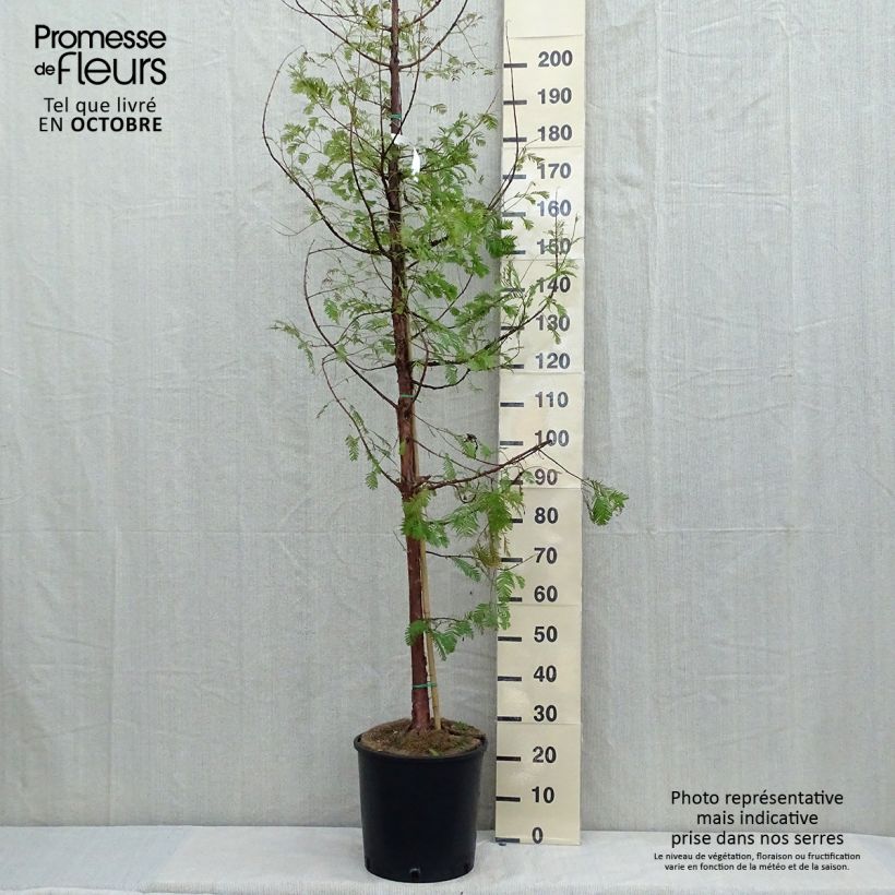 Exemplaar van Metasequoia glyptostroboides - Watercipres Pot van 18 l/20 l zoals geleverd in de herfst