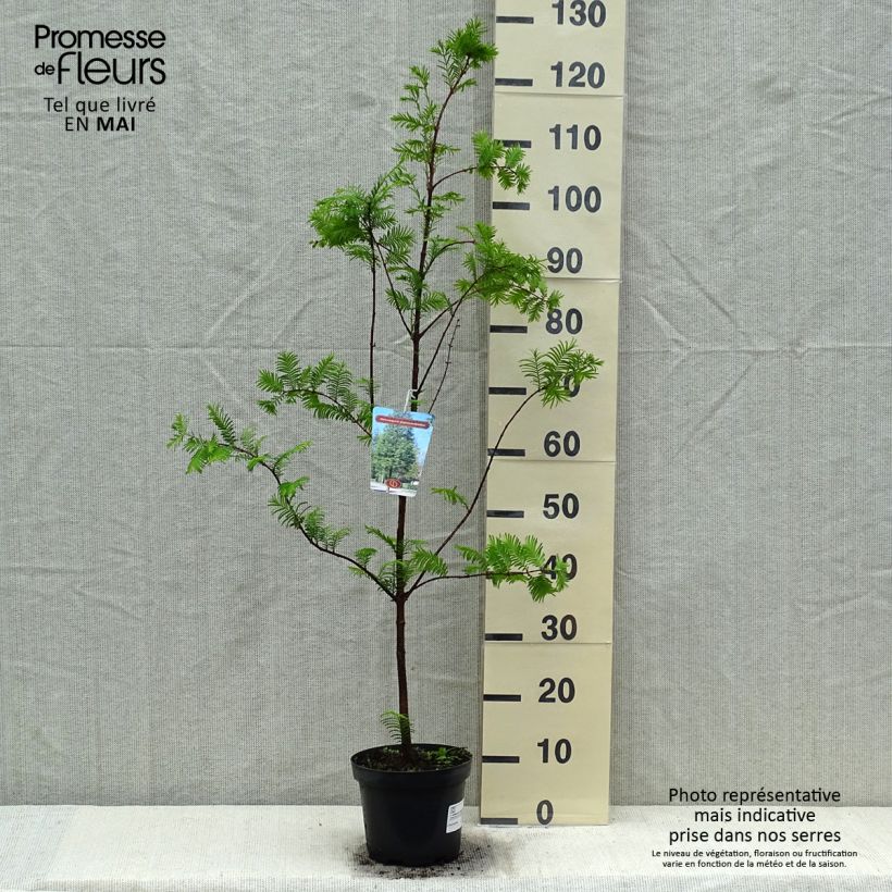 Exemplaar van Metasequoia glyptostroboides - Watercipres Pot van 3 l/4 l zoals geleverd in de lente