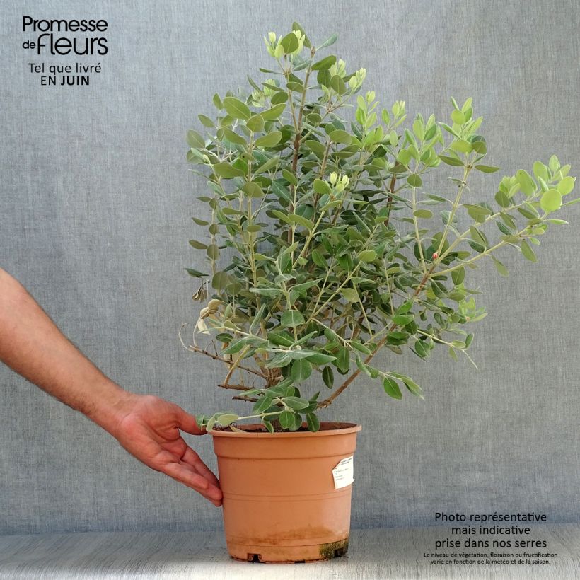 Exemplaar van Metrosideros excelsa - Nieuw-Zeelandse kerstboom Pot van 3 l/4 l zoals geleverd in de zomer