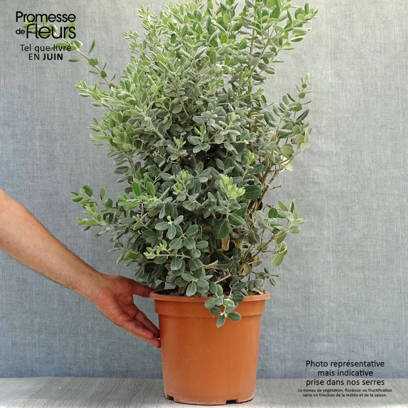 Exemplaar van Metrosideros excelsa - Nieuw-Zeelandse kerstboom Pot van 7,5 l/10 l zoals geleverd in de zomer