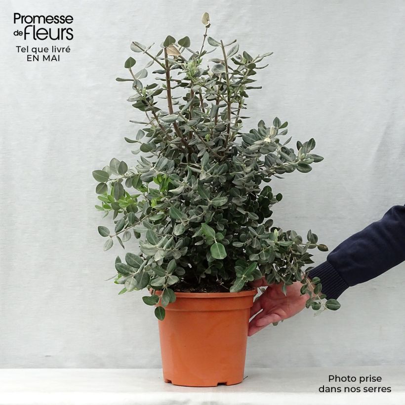 Exemplaar van Metrosideros excelsa - Nieuw-Zeelandse kerstboom Pot van 7,5 l/10 l zoals geleverd in de lente