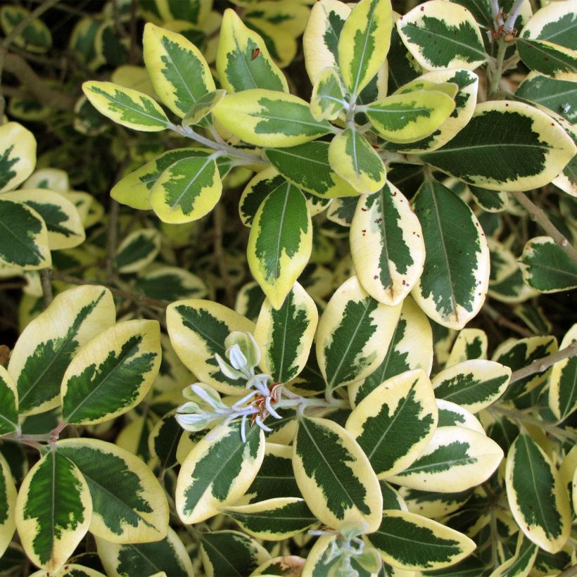 Metrosideros kermadecensis Sunninghill - Nieuw-Zeelandse kerstboom (Blad)