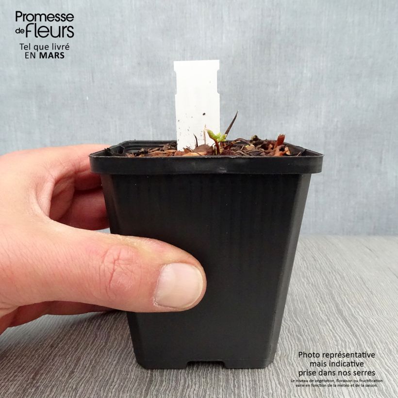 Exemplaar van Meum athamanticum - Bergvenkel Kweekpotje van 8/9 cm zoals geleverd in de lente