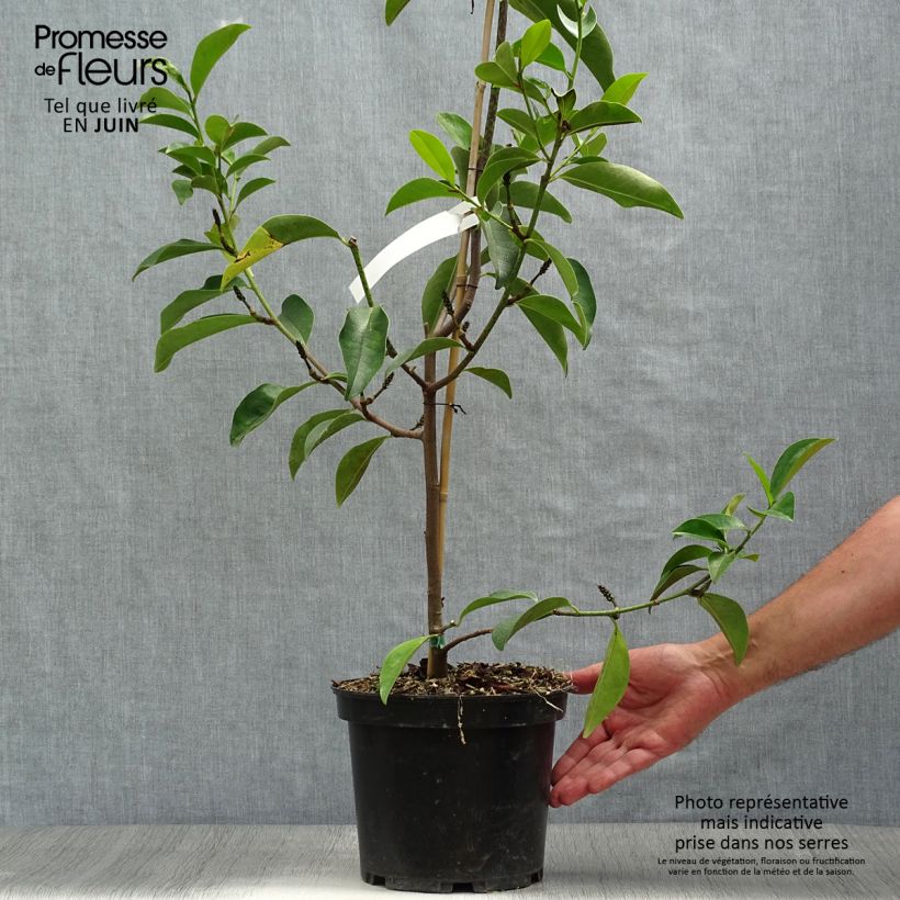 Exemplaar van Michelia Fairy Lime - Bananenstruik Pot van 4 l/5 l zoals geleverd in de zomer