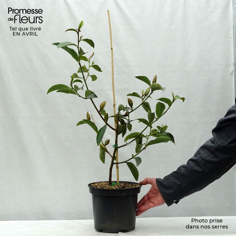 Exemplaar van Michelia Fairy Lime - Bananenstruik Pot van 4 l/5 l zoals geleverd in de lente