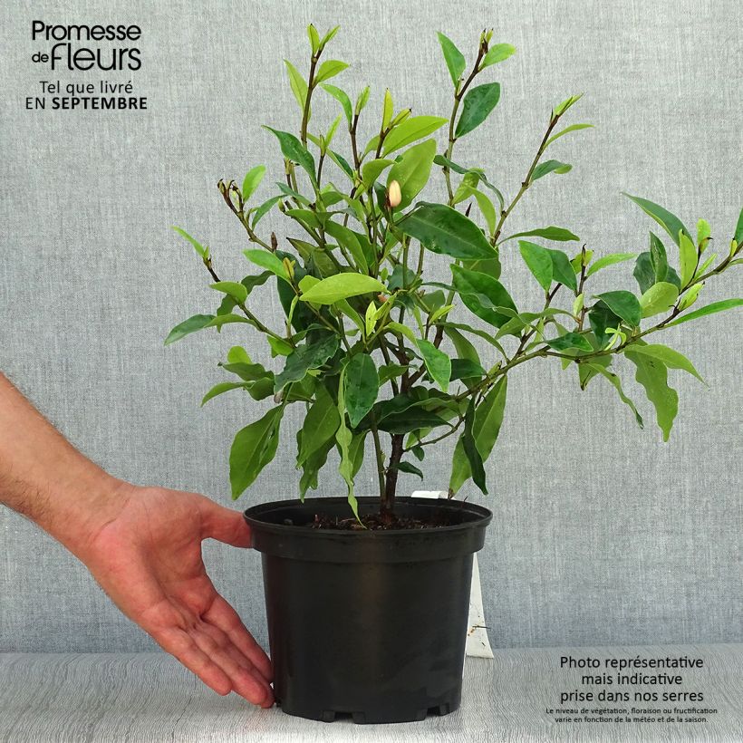 Exemplaar van Magnolia figo - Bananenstruik Pot van 2 l/3 l zoals geleverd in de herfst