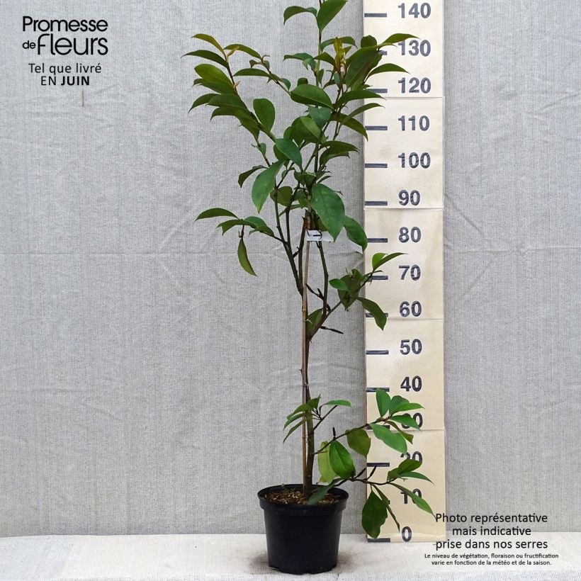 Exemplaar van Magnolia Allspice - Bananenstruik Pot van 4 l/5 l zoals geleverd in de zomer