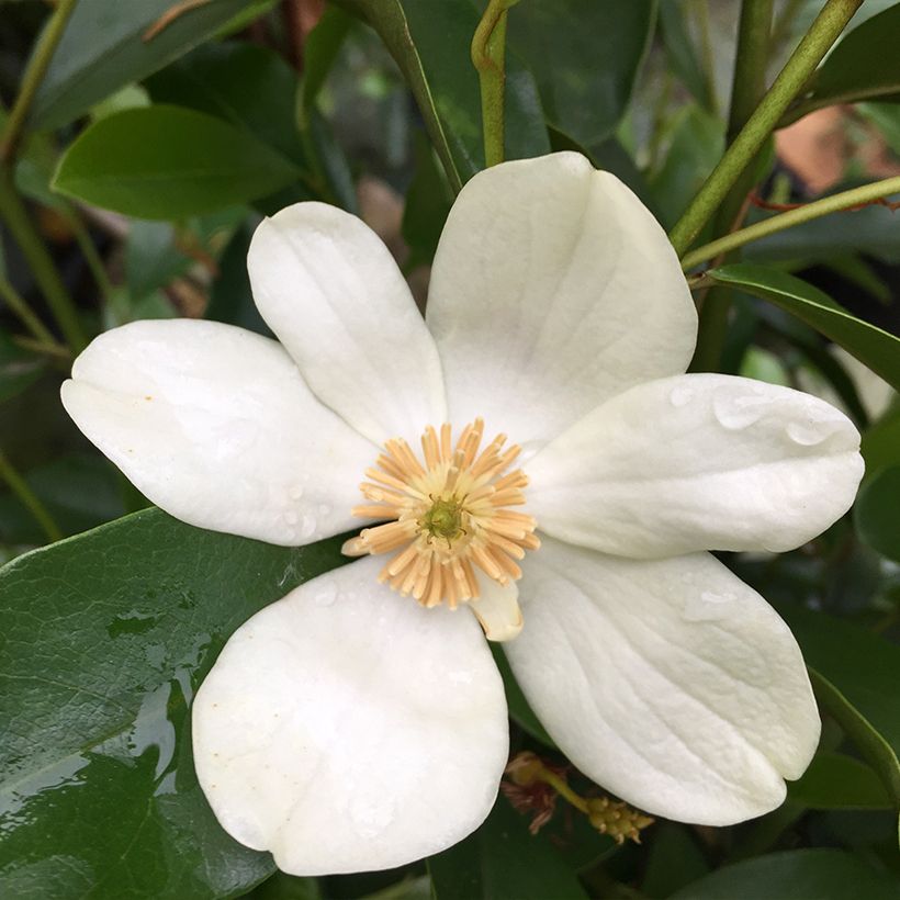 Magnolia yunnanensis - Bananenstruik (Bloei)