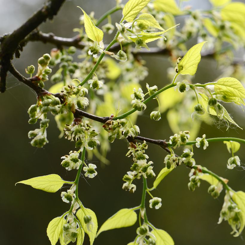 Celtis occidentalis - Westerse netelboom (Bloei)