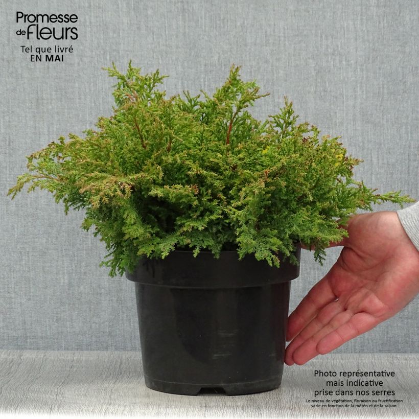 Exemplaar van Microbiota decussata Fuzzball - Siberische tapijtcipres Pot van 2 l/3 l zoals geleverd in de lente