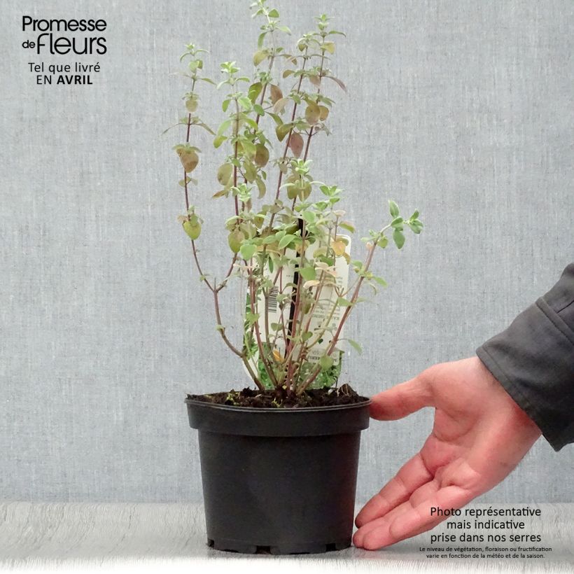Exemplaar van Micromeria thymifolia - Balkanmunt Pot van 1,5 l/2 l zoals geleverd in de lente