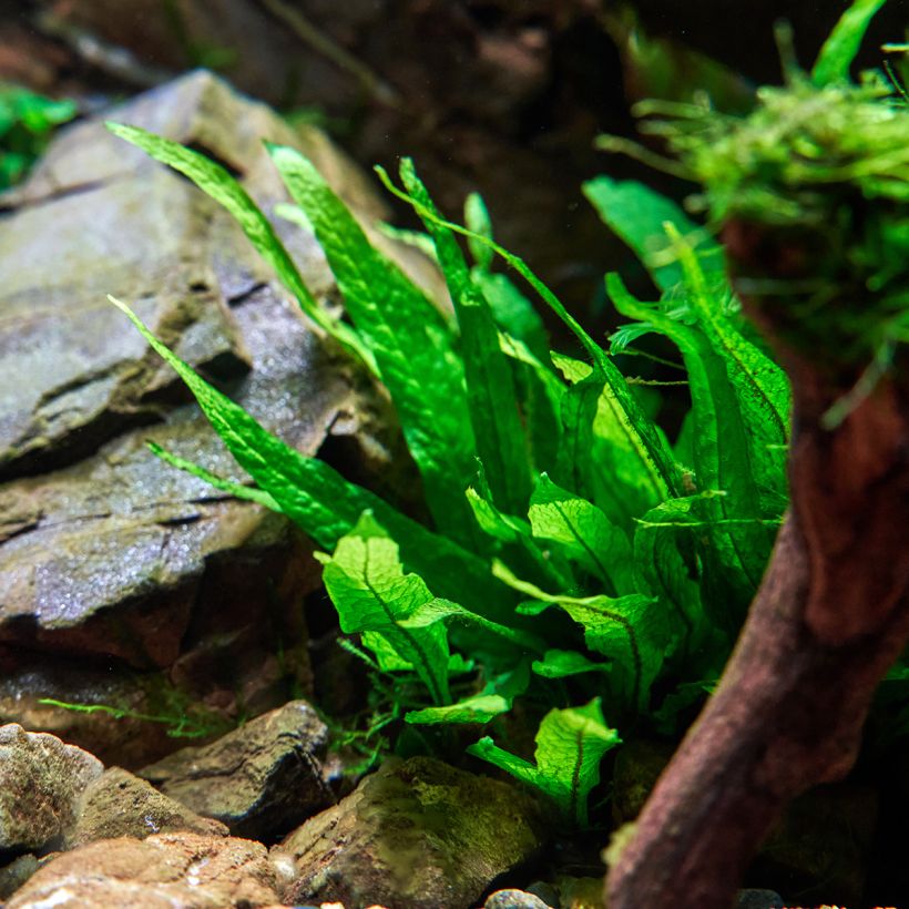 Microsorum pteropus - Fougère de Java (Groeiplaats)