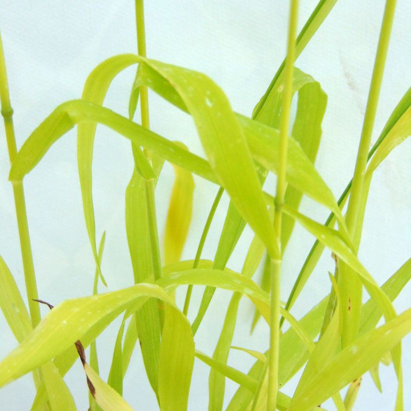 Milium effusum Aureum - Bosgierstgras (Blad)