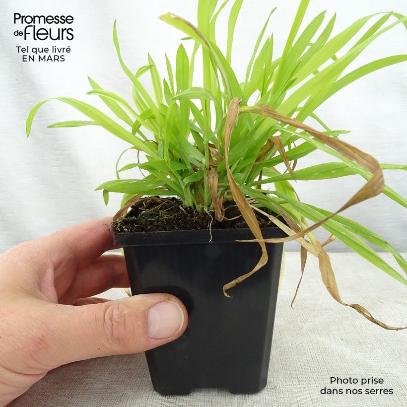 Exemplaar van Milium effusum Aureum - Bosgierstgras Kweekpotje van 8/9 cm zoals geleverd in de lente