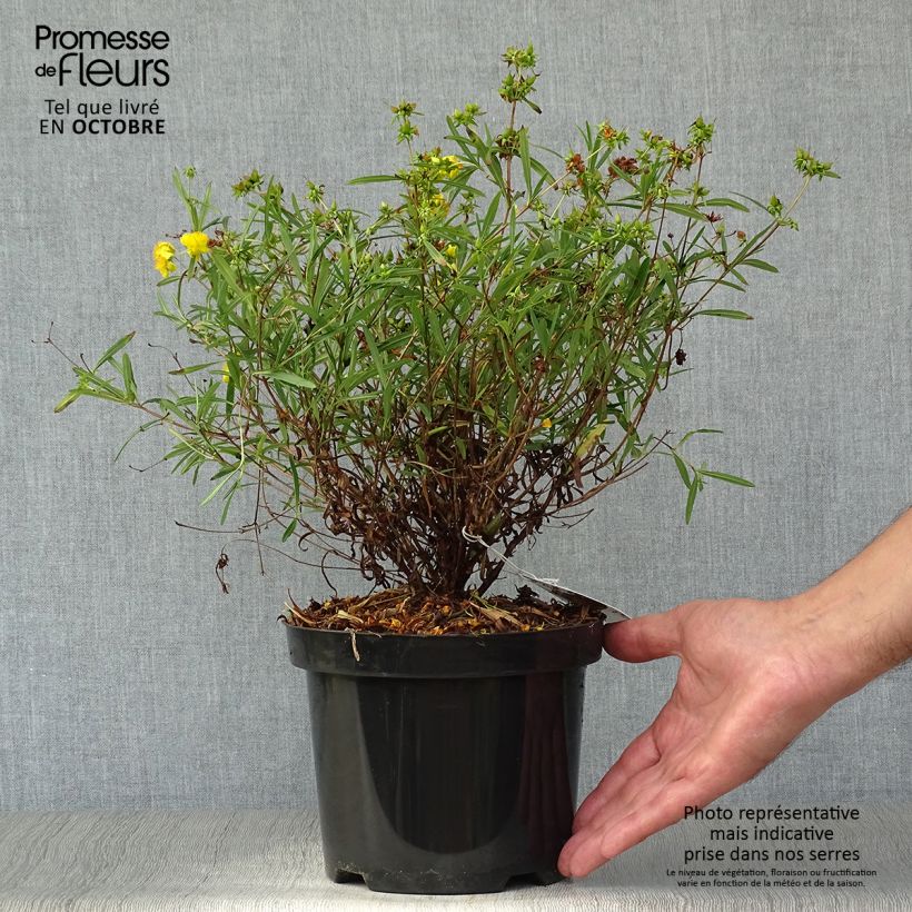 Exemplaar van Hypericum densiflorum Buttercup - Hertshooi Pot van 2 l/3 l zoals geleverd in de herfst