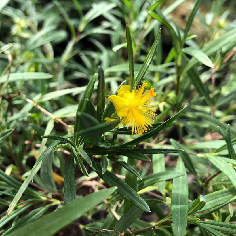 Hypericum densiflorum Buttercup - Hertshooi (Blad)