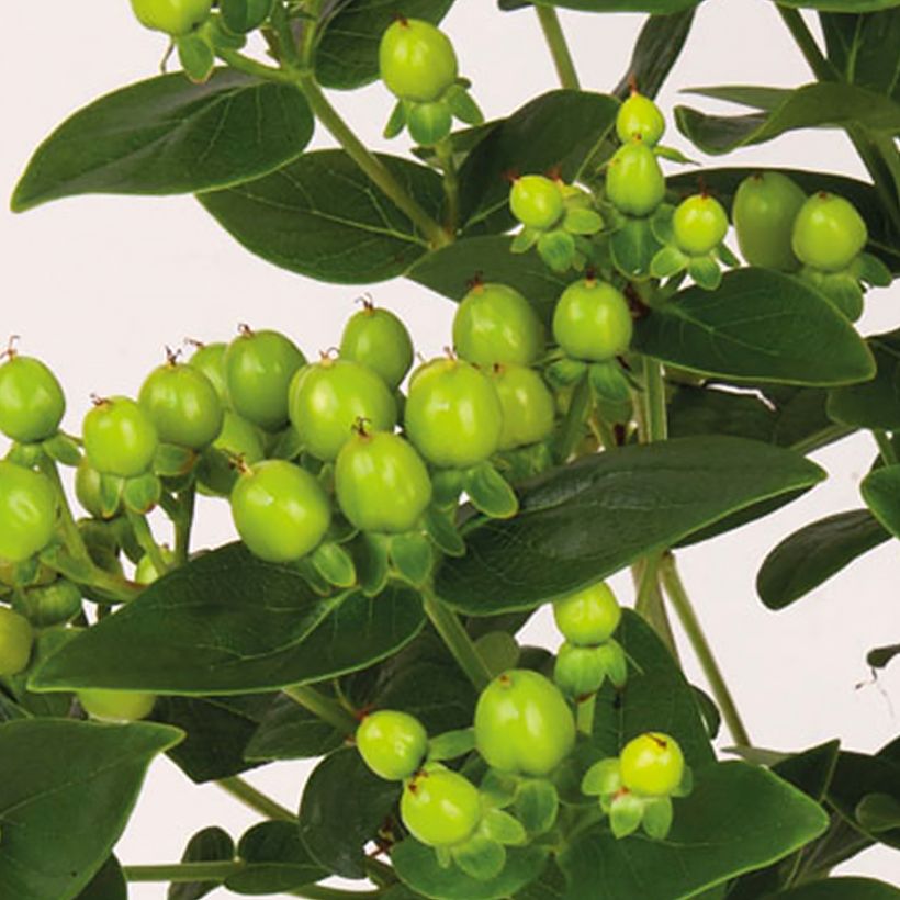 Hypericum inodorum Miracle Pistache - Hertshooi (Oogst)