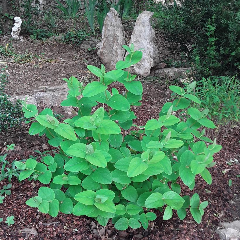 Hypericum inodorum Rheingold - Hertshooi (Groeiplaats)