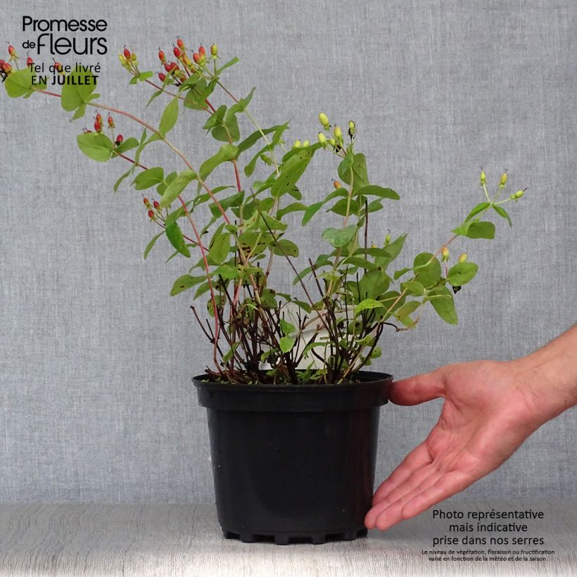 Exemplaar van Hypericum inodorum Rheingold - Hertshooi Pot van 1 l/1,5 l zoals geleverd in de zomer
