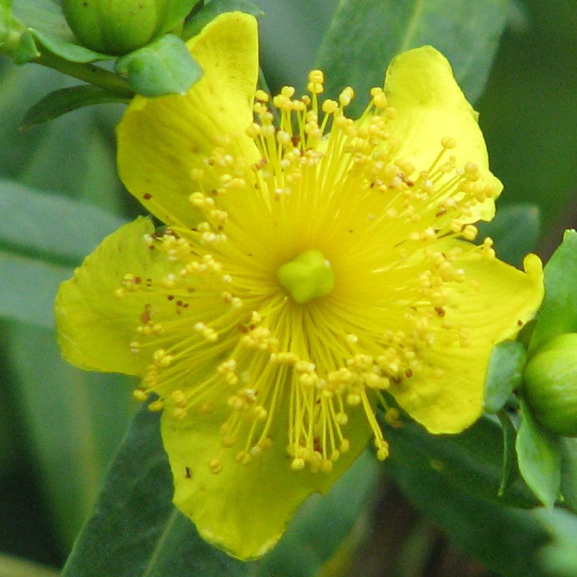 Hypericum kalmianum Cobalt-n-Gold - Kalm's hertshooi (Bloei)