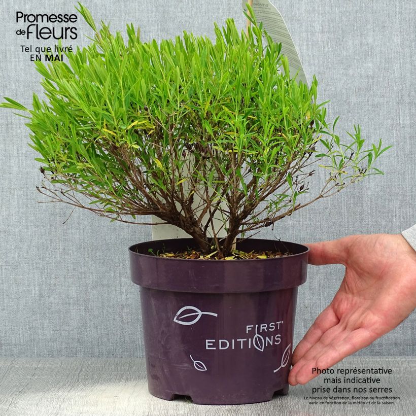 Exemplaar van Hypericum kalmianum Cobalt-n-Gold - Kalm's hertshooi Pot van 2 l/3 l zoals geleverd in de lente