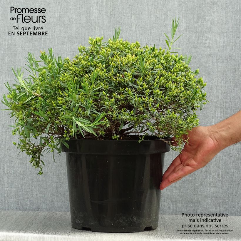 Exemplaar van Hypericum kalmianum Cobalt-n-Gold - Kalm's hertshooi Pot van 7,5 l/10 l zoals geleverd in de herfst