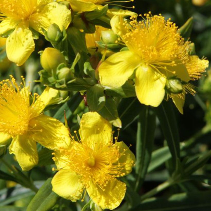 Hypericum kalmianum Sunny Boulevard - Kalm's hertshooi (Bloei)