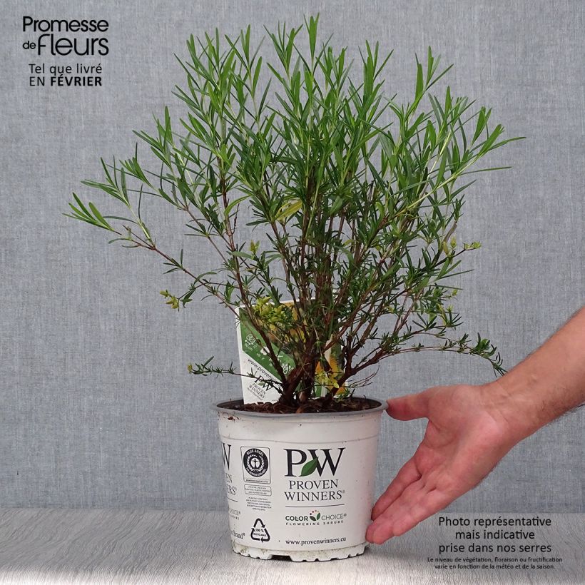 Exemplaar van Hypericum kalmianum Sunny Boulevard - Kalm's hertshooi Pot van 2 l/3 l zoals geleverd in de herfst