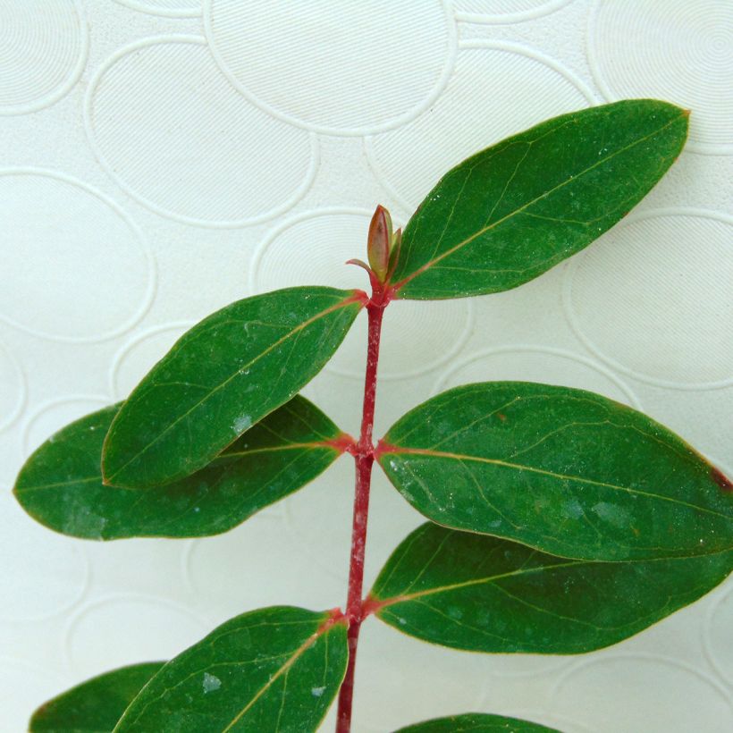 Hypericum moserianum - Hertshooi (Blad)