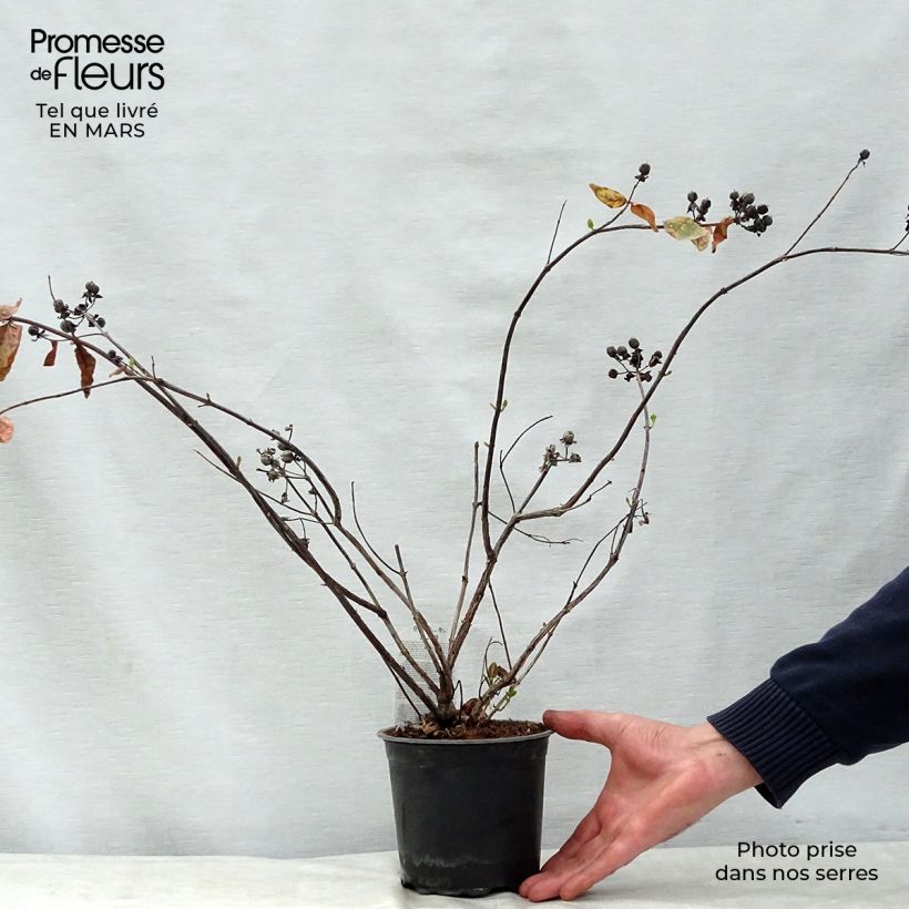 Exemplaar van Hypericum inodorum Magical White Kolmawhi - Hertshooi Pot van 1,5 l/2 l zoals geleverd in de lente