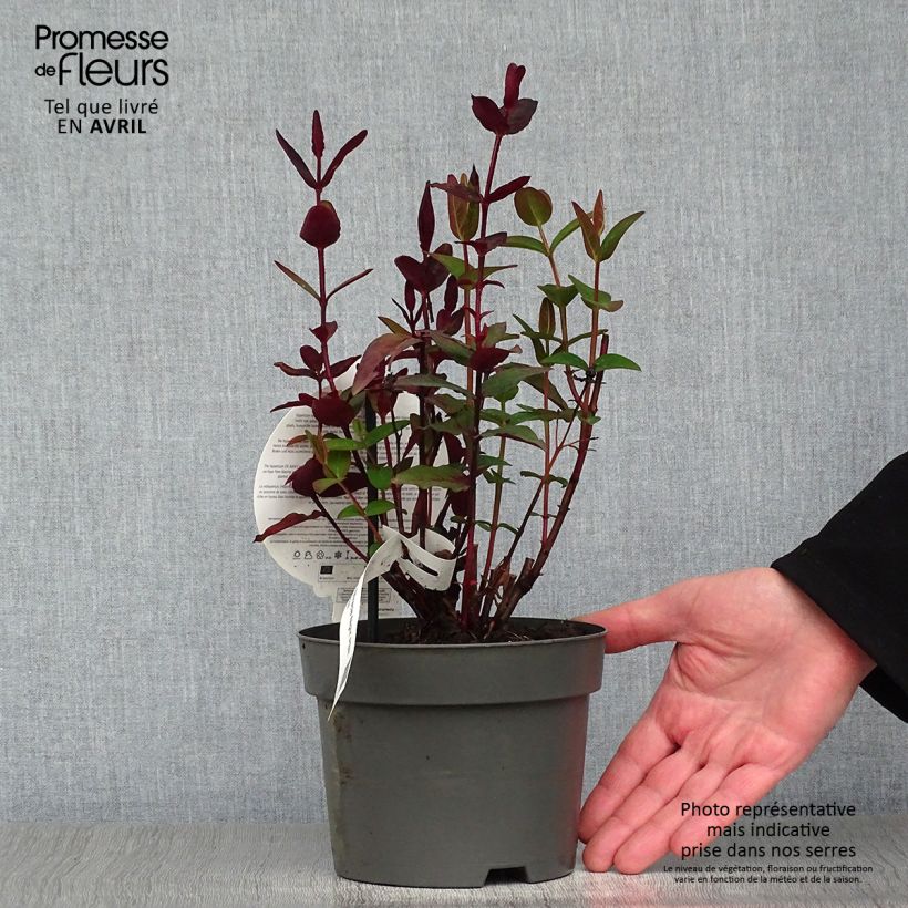Exemplaar van Hypericum Miracle Night - Hertshooi Pot van 3 l/4 l zoals geleverd in de lente