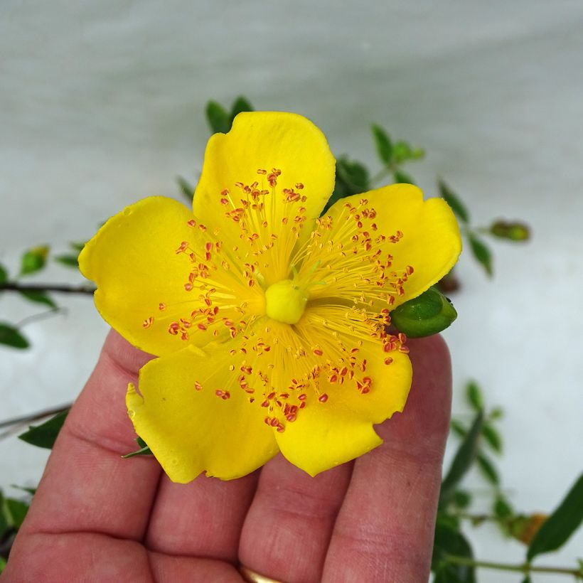Hypericum moserianum Tricolor - Hertshooi tricolor (Bloei)