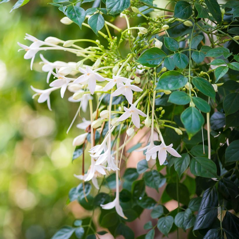 Millingtonia hortensis - Jasmijnboom (Bloei)