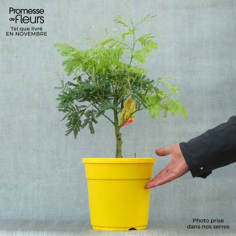 Exemplaar van Acacia dealbata Mimosa - Mimosa Pot van 2 l/3 l zoals geleverd in de herfst