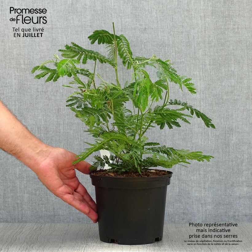 Exemplaar van Acacia dealbata Mimosa - Mimosa Pot van 2 l/3 l zoals geleverd in de zomer
