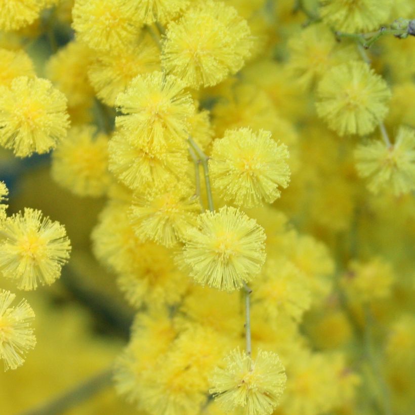 Acacia howittii Clair De Lune - Mimosa (Bloei)