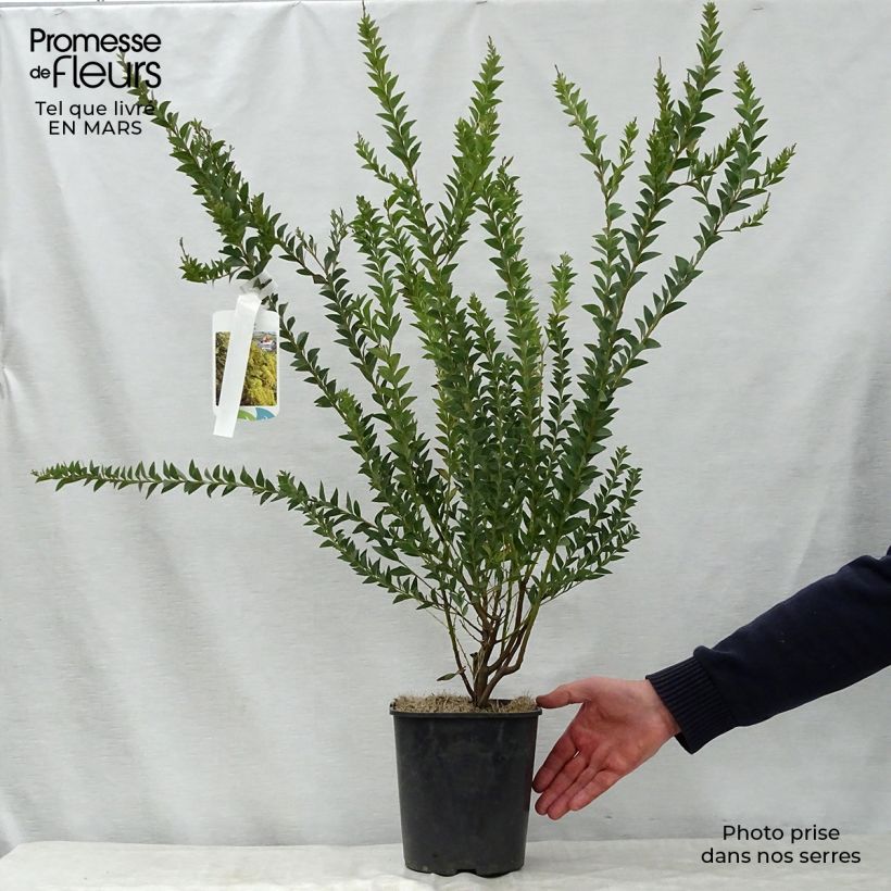 Exemplaar van Acacia pravissima - Mimosa Pot van 3 l/4 l zoals geleverd in de lente