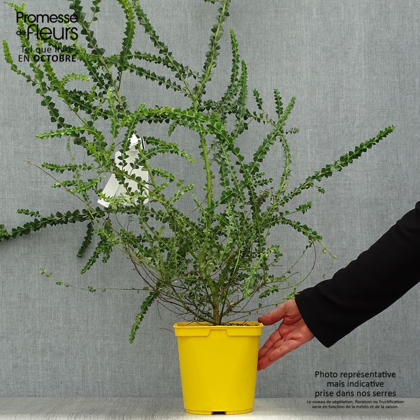 Exemplaar van Acacia pravissima - Mimosa Pot van 3 l/4 l zoals geleverd in de herfst
