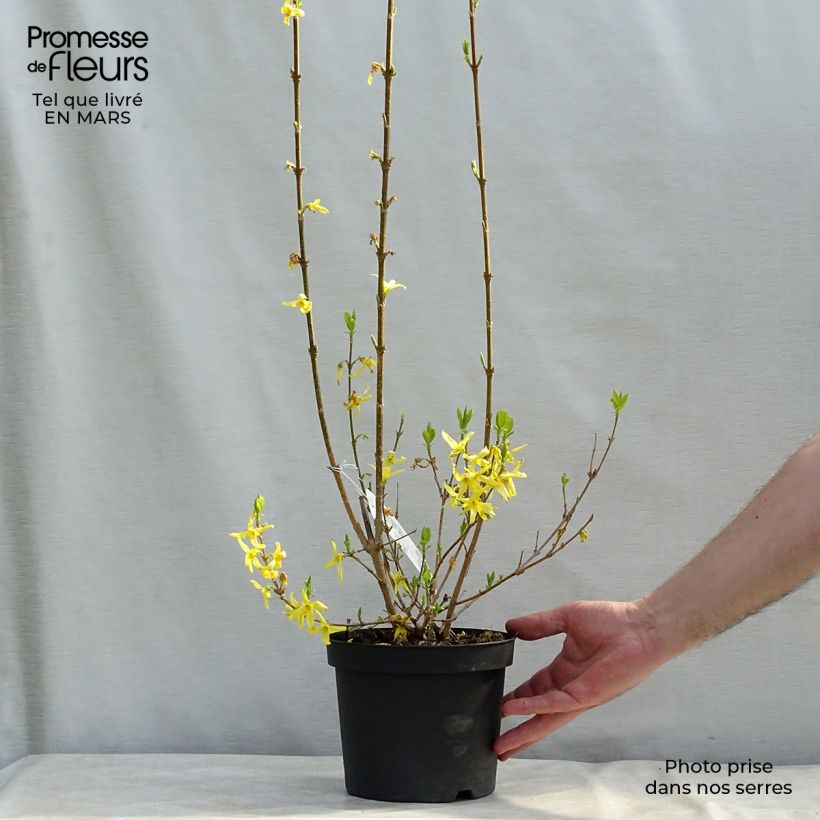 Exemplaar van Forsythia intermedia Lynwood - Chinees klokje Pot van 2 l/3 l zoals geleverd in de lente