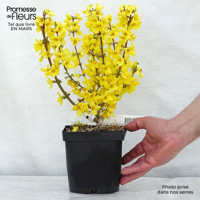 Exemplaar van Forsythia Mindor - Chinees klokje Pot van 2 l/3 l zoals geleverd in de lente