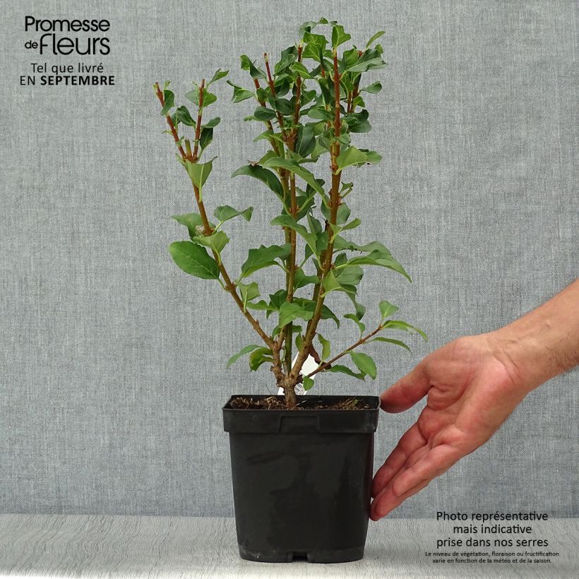 Exemplaar van Forsythia Mindor - Chinees klokje Pot van 2 l/3 l zoals geleverd in de herfst